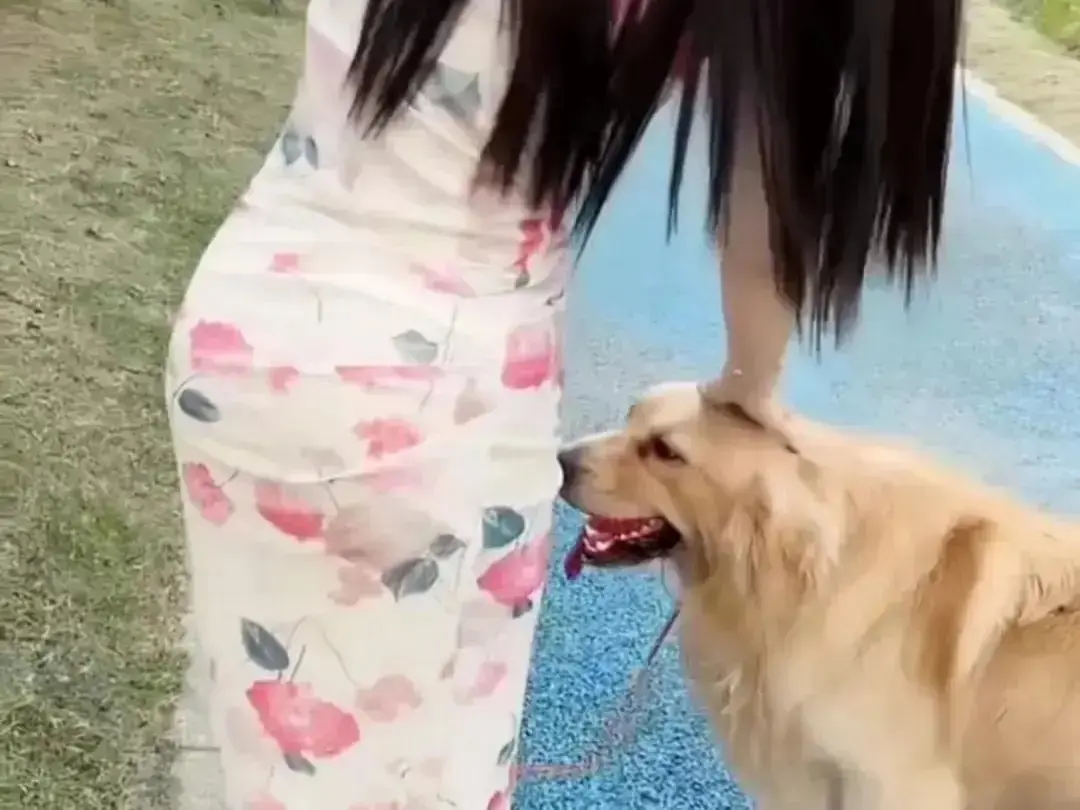 《抖音香香公主与爱犬金毛》爆火短剧完整版在线高清免费观看-抖音金毛蹭香香公主撒娇日常互动直播回放无广告网盘资源秒播香香公主与爱犬金毛